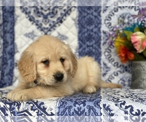Golden Retriever Puppy for sale in LANCASTER, PA, USA