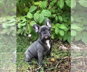 Mother of the French Bulldog puppies born on 05/01/2021