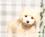 Small #1 Cavapoo