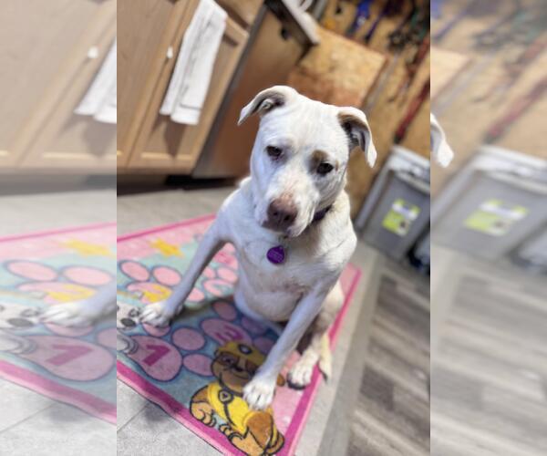 Medium Photo #2 Bull Terrier-Unknown Mix Puppy For Sale in Incline Village, NV, USA