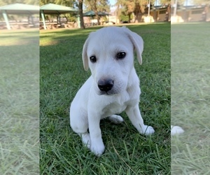 Labrador Retriever Puppy for sale in AZUSA, CA, USA