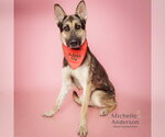 DARRIO - Male German Shepherd Dog Dog for Adoption - Small photo