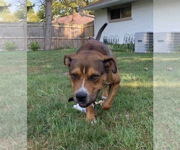 Medium Photo #39 American Pit Bull Terrier-Unknown Mix Puppy For Sale in Germantown, OH, USA