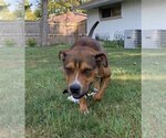 Small #38 American Pit Bull Terrier Mix