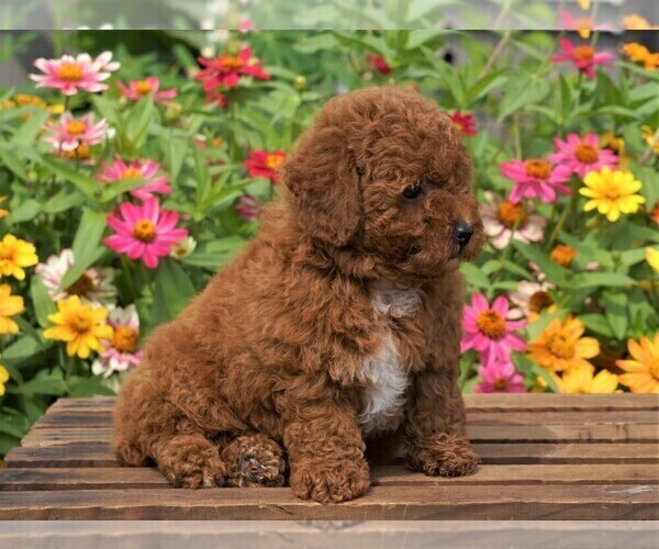Medium Photo #4 Poodle (Toy) Puppy For Sale in FREDERICKSBURG, OH, USA