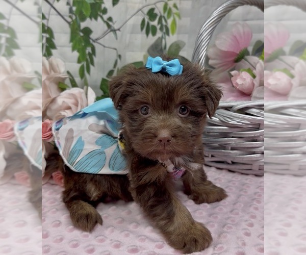 Medium Photo #1 Shorkie Tzu Puppy For Sale in SELLERSBURG, IN, USA