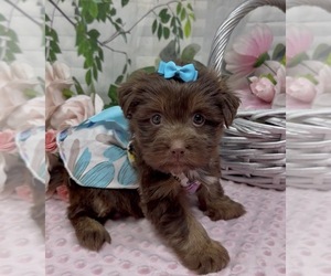 Medium Shorkie Tzu