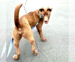 Small #5 Labrador Retriever Mix
