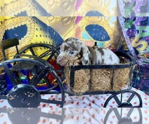 Medium Photo #7 Dachshund Puppy For Sale in CASSVILLE, MO, USA