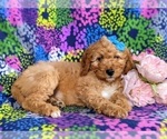 Small Photo #6 Double Doodle Puppy For Sale in CHRISTIANA, PA, USA