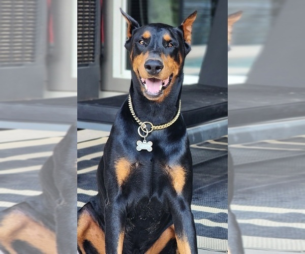 Medium Photo #1 Doberman Pinscher Puppy For Sale in ELGIN, TX, USA