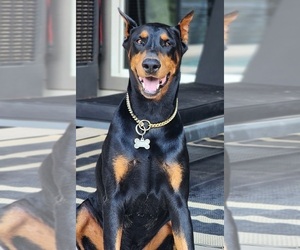 Father of the Doberman Pinscher puppies born on 04/21/2026