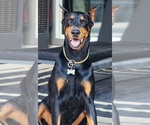 Small Photo #1 Doberman Pinscher Puppy For Sale in ELGIN, TX, USA