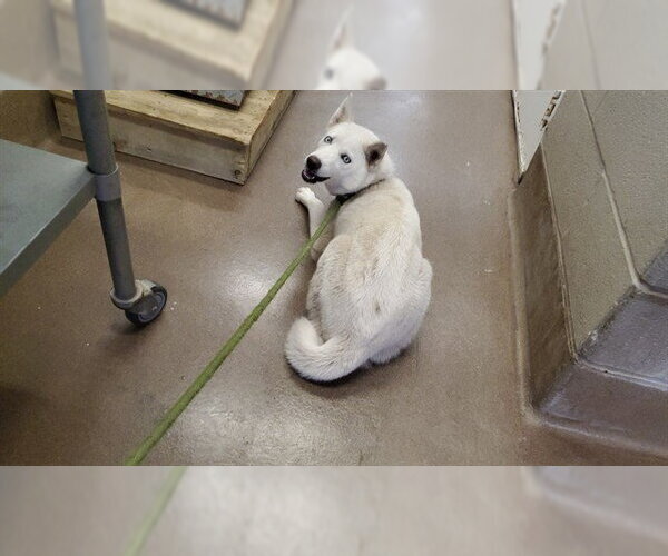 Medium Photo #1 Siberian Husky Puppy For Sale in Aurora, IL, USA