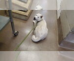 Small Siberian Husky