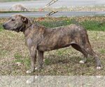 Small Photo #2 American Pit Bull Terrier-Unknown Mix Puppy For Sale in Prattville, AL, USA