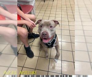 American Pit Bull Terrier Dogs for adoption in West Palm Beach, FL, USA