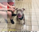 Small American Pit Bull Terrier