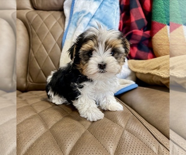 Medium Photo #16 Morkie Puppy For Sale in CASSVILLE, MO, USA