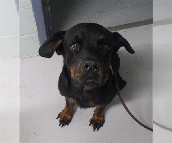 Medium Photo #1 Rottweiler Puppy For Sale in Augusta, GA, USA