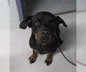 Rottweiler Dogs for adoption in Augusta, GA, USA