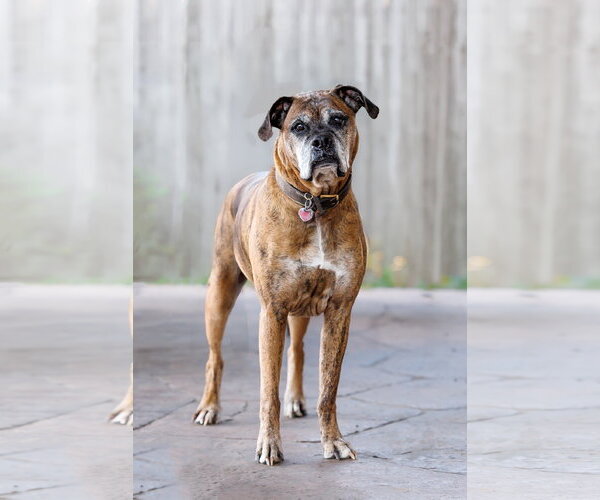 Medium Photo #9 Boxer Puppy For Sale in McKinney, TX, USA