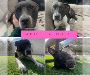Mutt Dogs for adoption in Chandler, AZ, USA