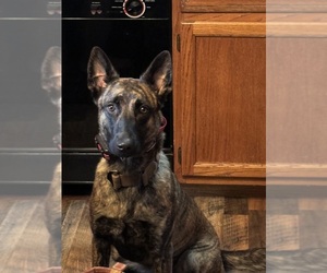 Mother of the Dutch Shepherd Dog puppies born on 03/18/2026