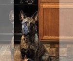Small Photo #1 Dutch Shepherd Dog Puppy For Sale in BLOOMINGTON, IN, USA