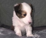 Puppy Puppy 4 Shetland Sheepdog