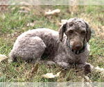 Small #1 Poodle (Miniature)