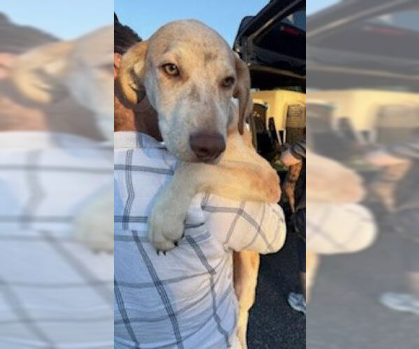 Medium Photo #3 Catahoula Leopard Dog-Labrador Retriever Mix Puppy For Sale in Mt. Laurel, NJ, USA