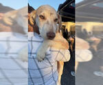 Small #2 Catahoula Leopard Dog-Labrador Retriever Mix