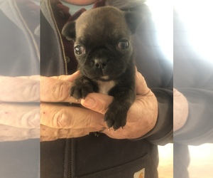Buggs Puppy for sale in SAINT LOUIS, MI, USA