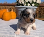 Small #6 Dachshund