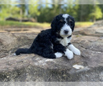 Puppy Light Blue Boy Miniature Bernedoodle