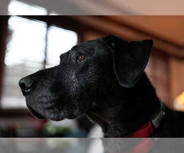 Medium Photo #2 Great Dane-Labrador Retriever Mix Puppy For Sale in Minneapolis, MN, USA