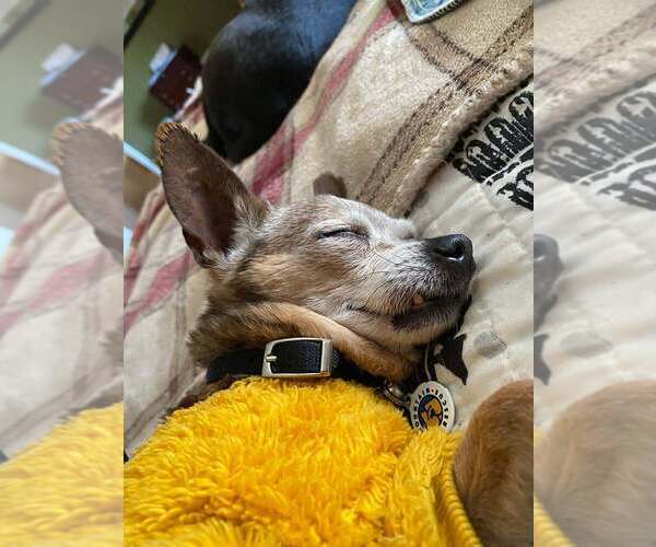 Medium Photo #8 Chihuahua-Unknown Mix Puppy For Sale in Candler, NC, USA