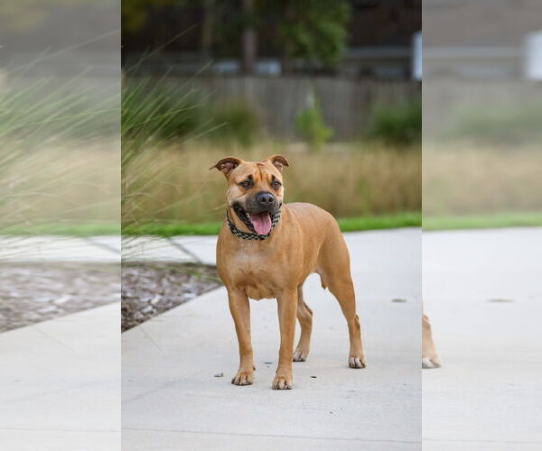 Medium Photo #2 Mutt Puppy For Sale in  Gainesville, FL, USA