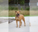 Small #1 Mutt