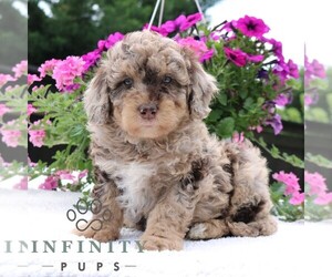 Bernedoodle (Miniature) Puppy for sale in LANCASTER, PA, USA