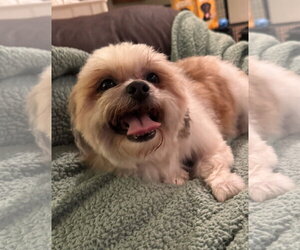Romeo (in foster) - Male Shih Tzu Dog for Adoption - Photo #3