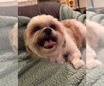 Small #3 Shih Tzu