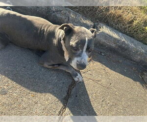 American Pit Bull Terrier Dogs for adoption in Houston, TX, USA