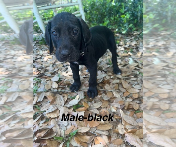 Medium Photo #7 Great Dane Puppy For Sale in FORT DENAUD, FL, USA