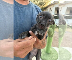 Mutt Dogs for adoption in Grafton, WI, USA