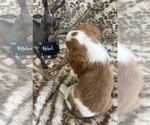 Small #7 Cavalier King Charles Spaniel