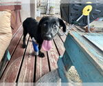 Small #2 Labrador Retriever Mix