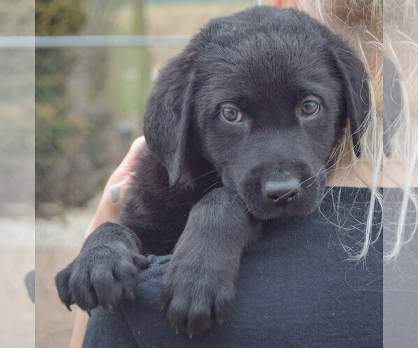 Medium Photo #5 Mutt Puppy For Sale in Huntley, IL, USA