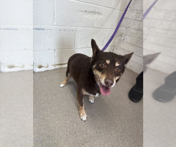 Medium Photo #1 Chihuahua Puppy For Sale in San Bernardino, CA, USA